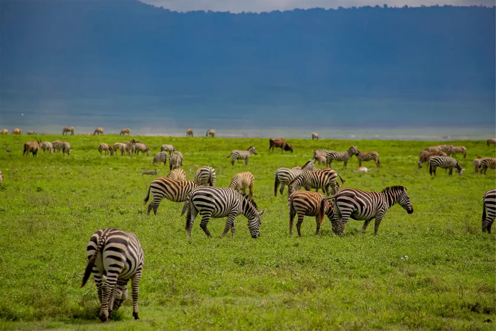 Meru Slopes Ngorongoro Safari