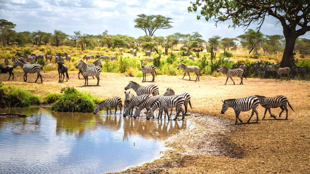 Best Safari in Tanzania