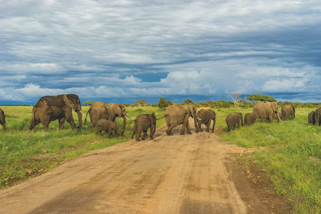 Tanzanian Wildlife Safari