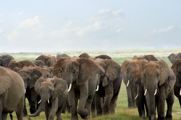 Tarangire Luxury Safari