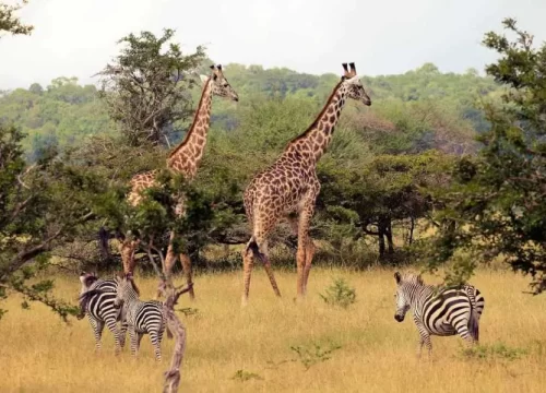 Why You Shouldn’t Miss Tanzania Southern Safari Circuit