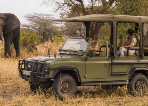 What to know before going on safari