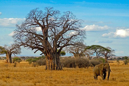 Ruaha National Park Safari