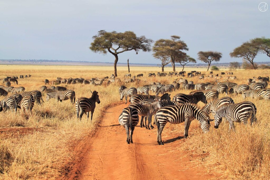 Tanzania Best Safari