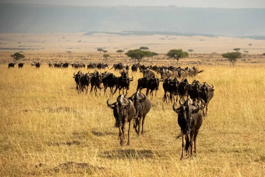 Serengeti Migration Tour