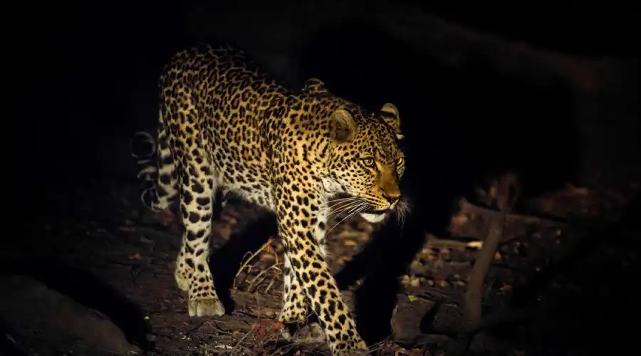 Night Safaris in Tanzania