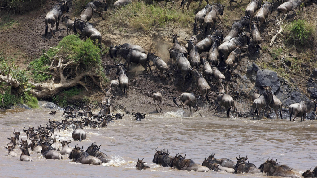 Luxury Fly-in Great Migration Safari from Zanzibar
