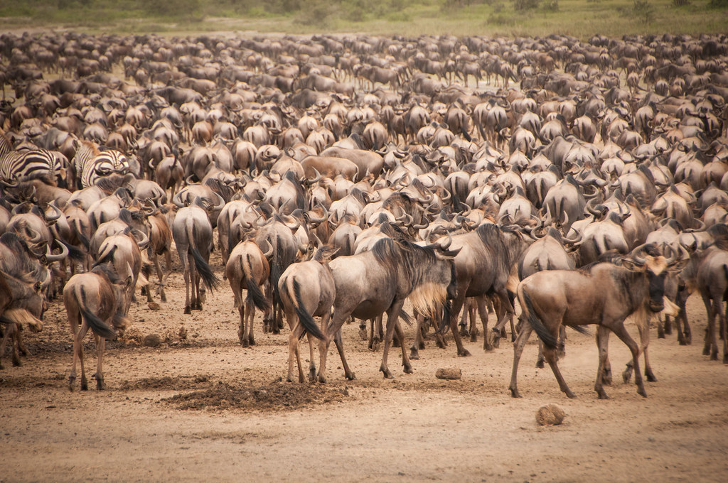 Great Migration Safari in Serengeti