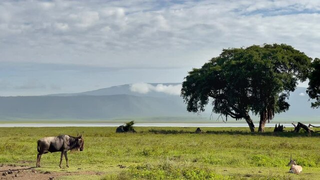 Ngorongoro Crater Tour