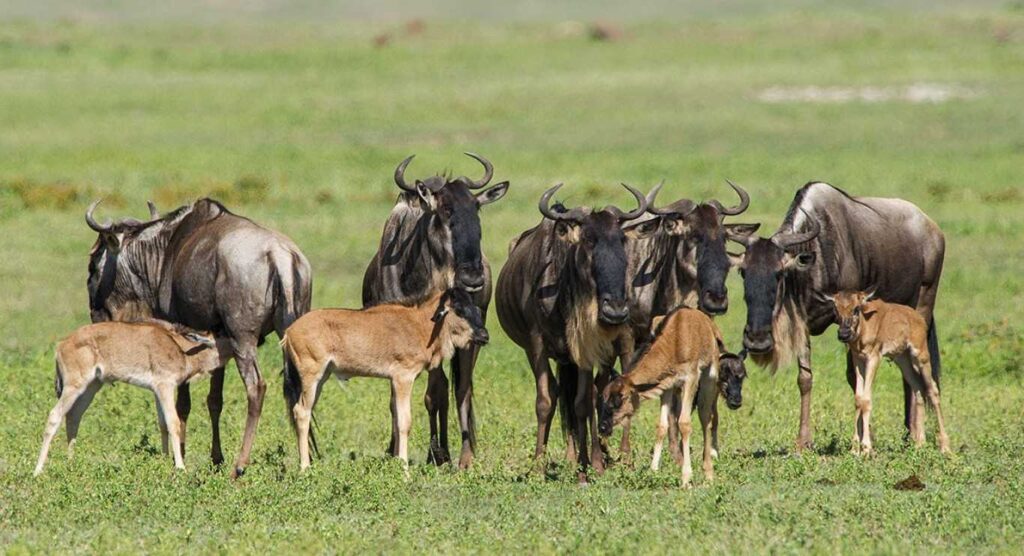 Calving Season Safari