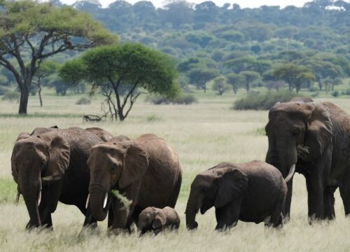 6-Day Luxury Safari in Tarangire, Serengeti & Ngorongoro Crater