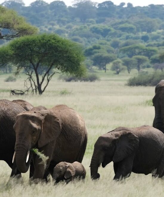 6-Day Luxury Safari in Tarangire, Serengeti & Ngorongoro Crater