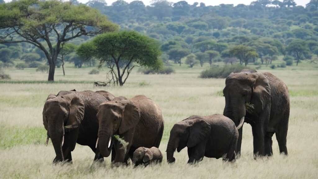 Ngorongoro Highland Forest