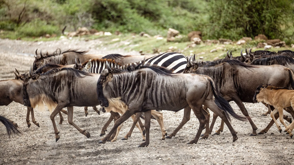 Affordable Migration Safaris Tanzania
