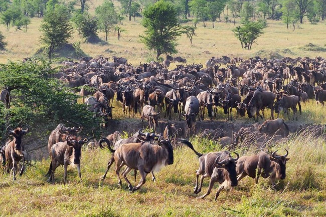 Best Place in Serengeti