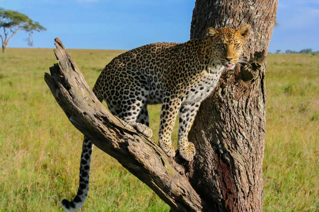 Serengeti vs Kruger Safari