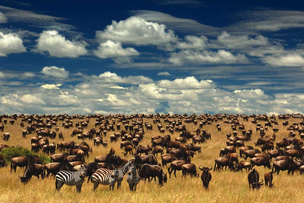 best month to do a safari
