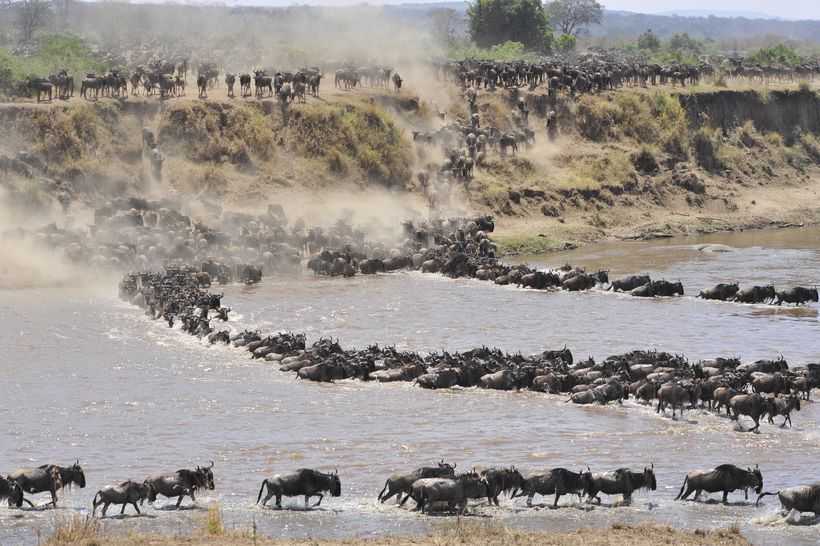 Mara River Crossing