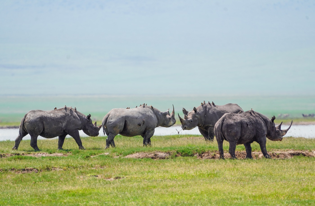 When to Explore Ngorongoro