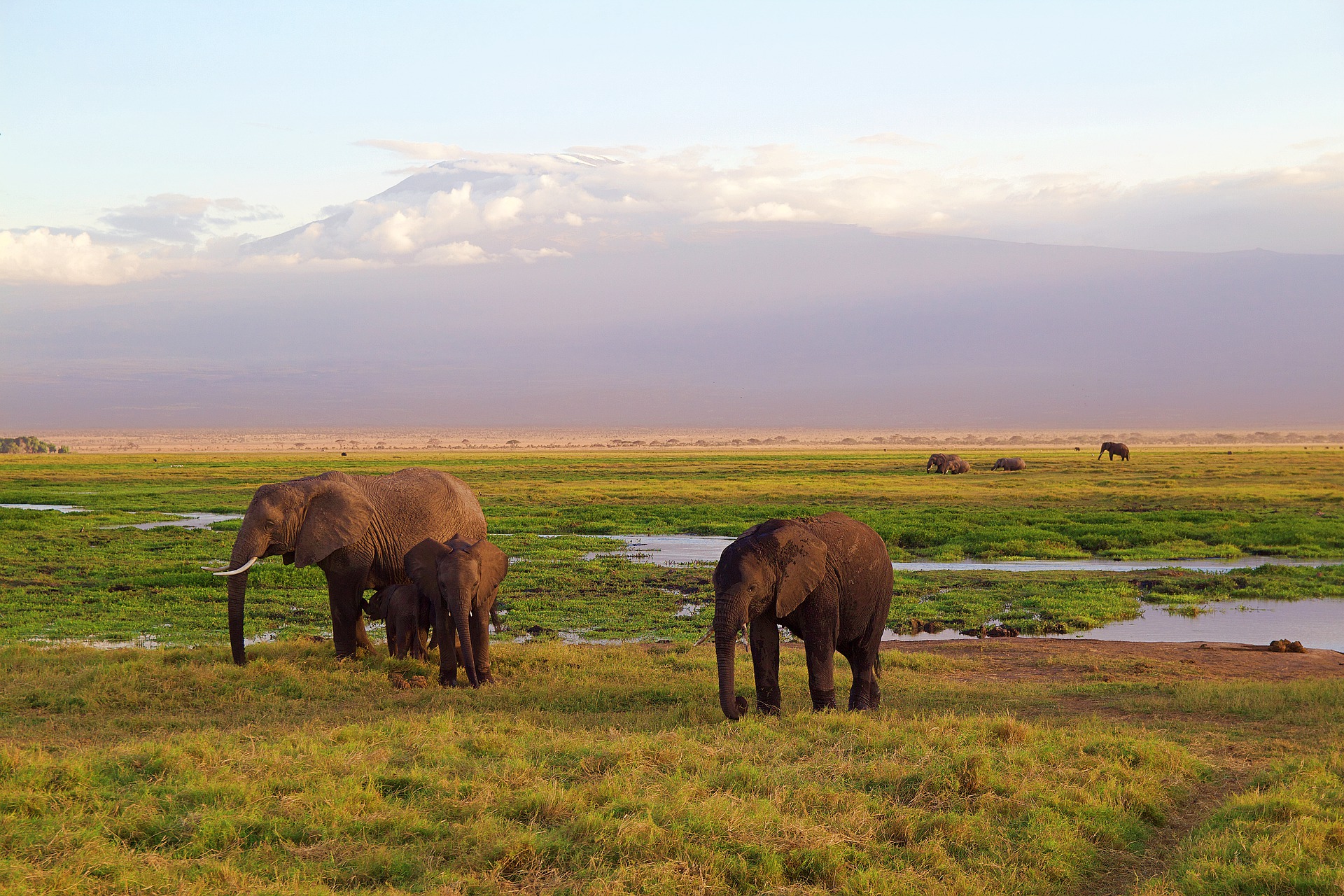 Safari Arusha