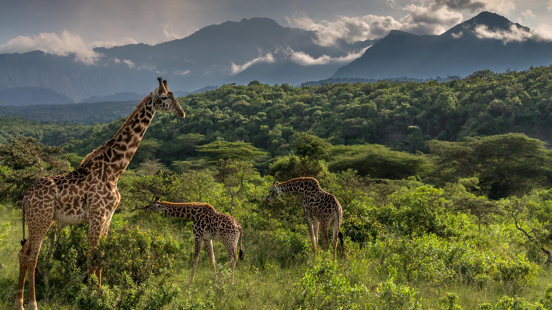Arusha Safari Tours