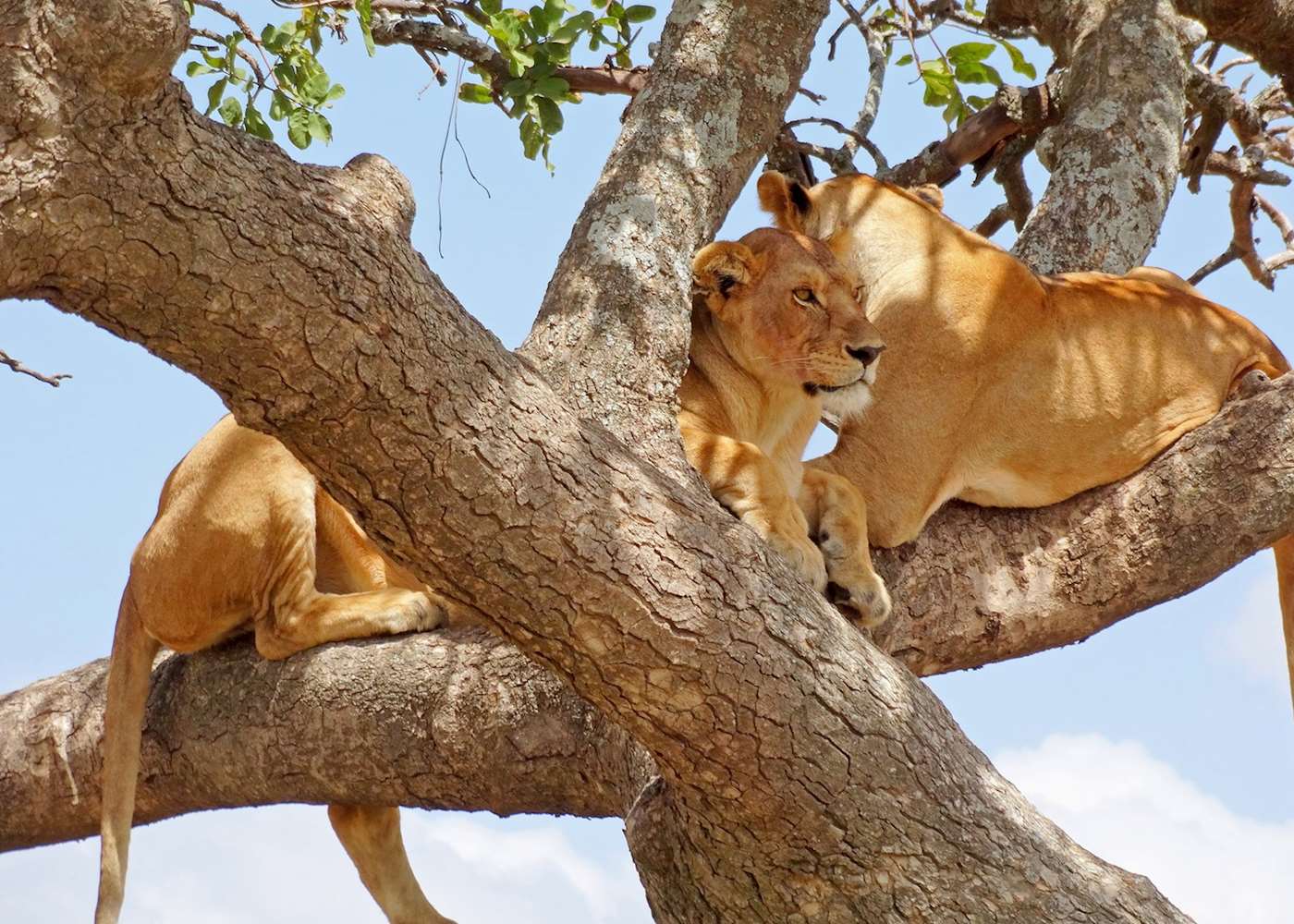 5 Day Join Group Safari | Tanzania Lodge Safari
