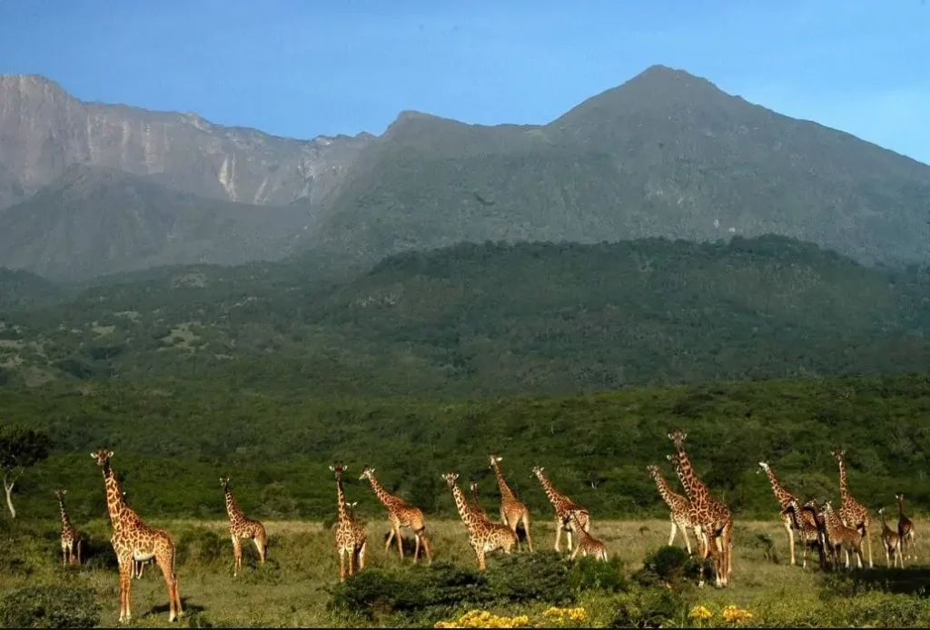 Arusha National Park Daytrip Safari Best things to do in Arusha Town with Tanzania Horizon Safaris
