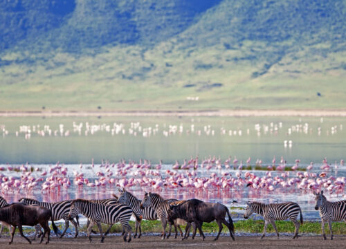 4 days Group to Tarangire, Serengeti & Ngorongoro crater