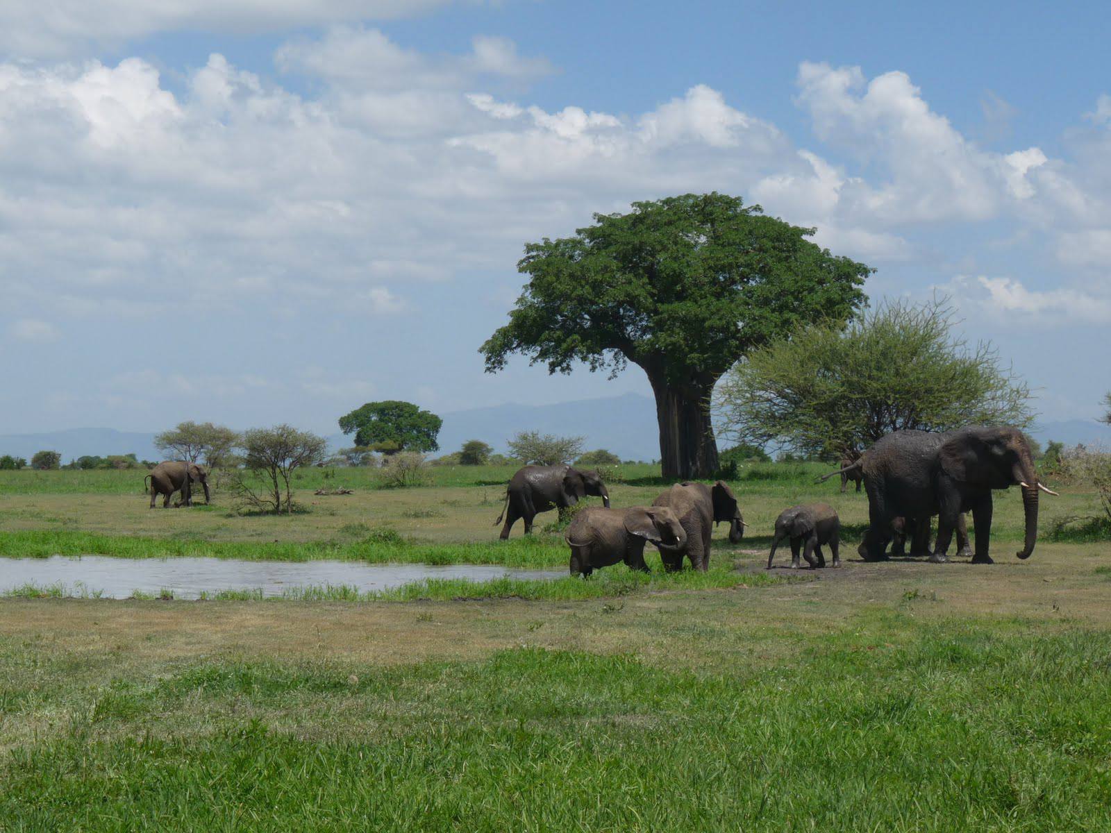 Mid Range Safari Tanzania