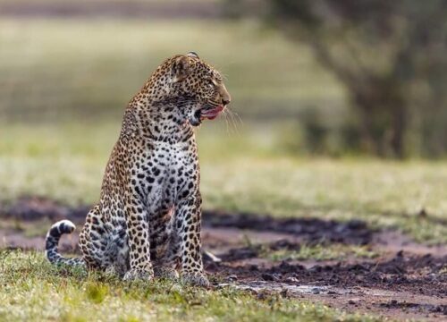 What to Pack for a Tanzania Safari: Essentials Checklist