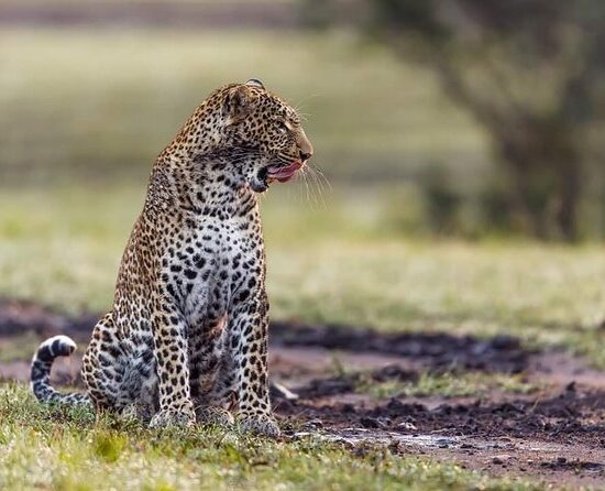 What to Pack for a Tanzania Safari: Essentials Checklist