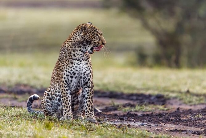 Tanzania Mid Range Tours