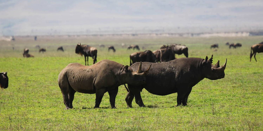 Mid Range Tanzania Safari