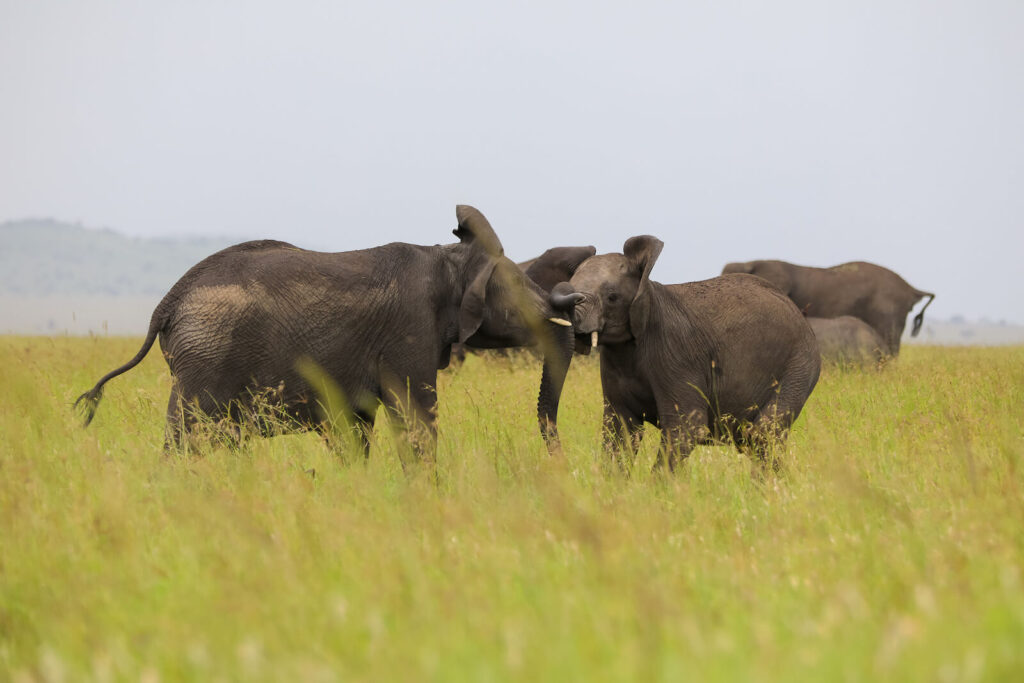 Tanzania Mid Range Safaris