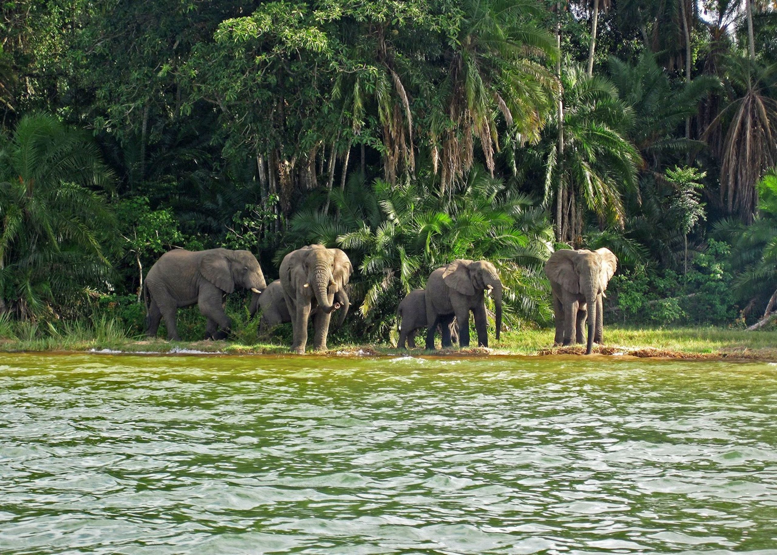 489962 elephants on rubondo island lake victoria scaled 1