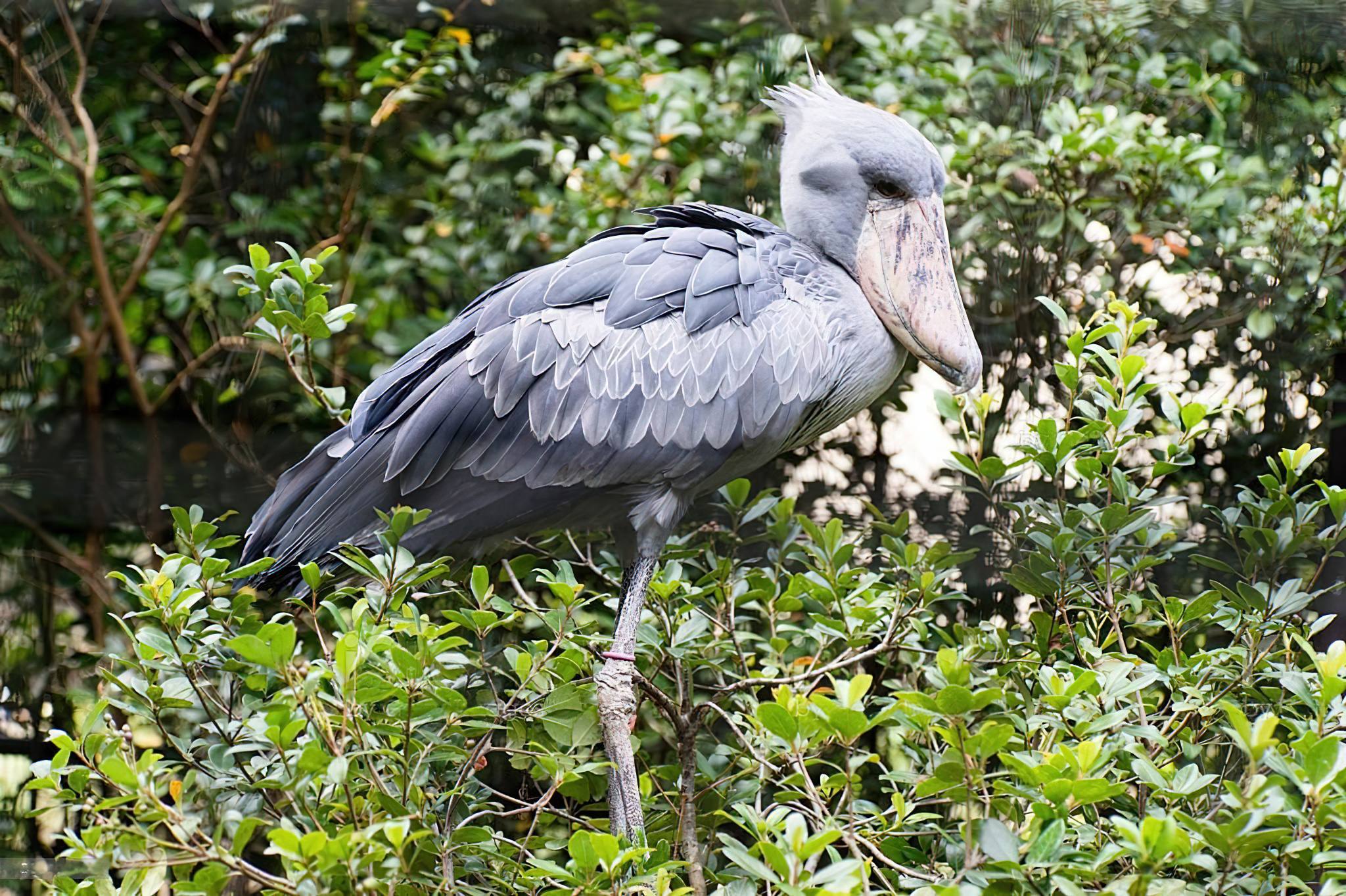 Burigi Chato National Park Shoebill Stock 08