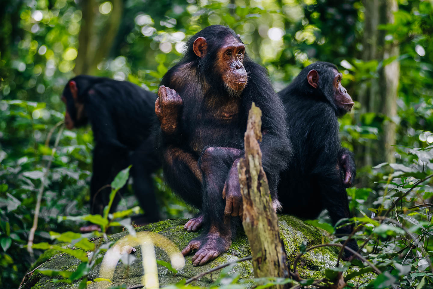 CHIMPANZEE TREKKING IN RUBONDO