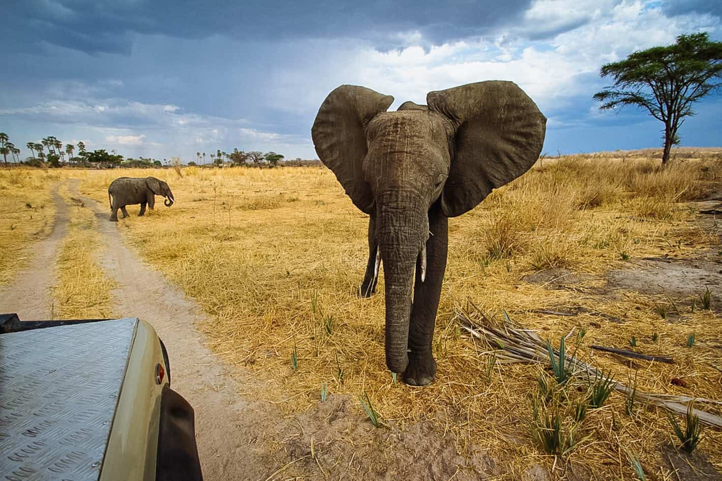 Game drives in Rubondo Island