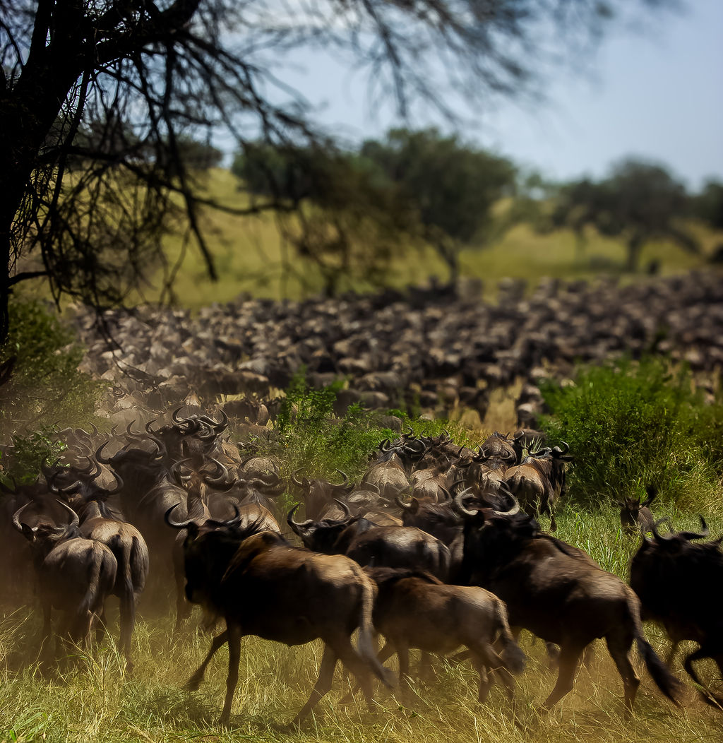 Tanzania Safari 1