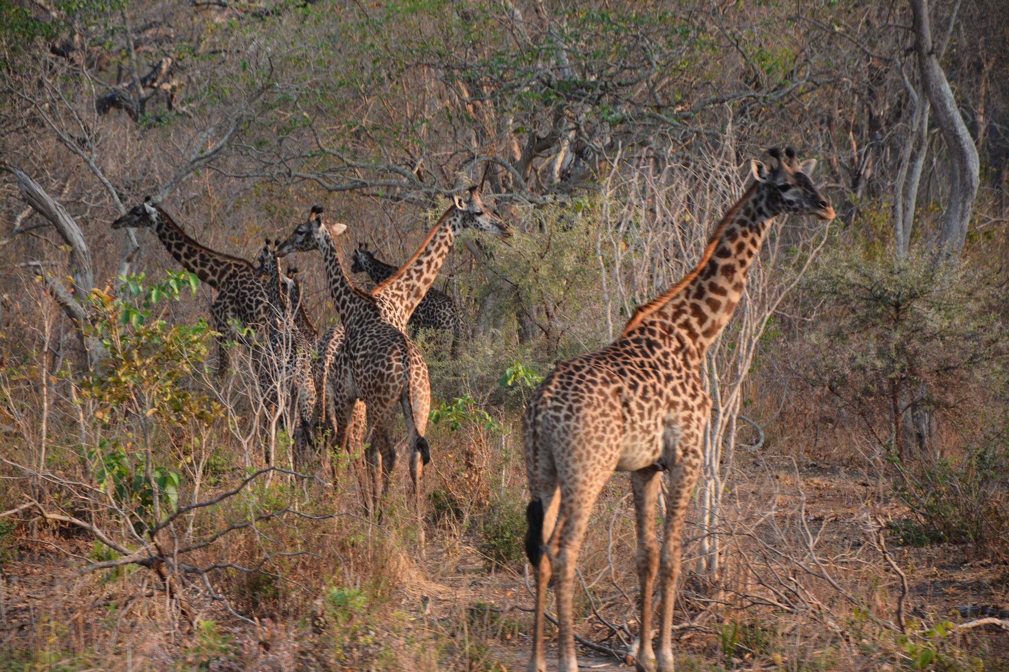 Katavi National Park