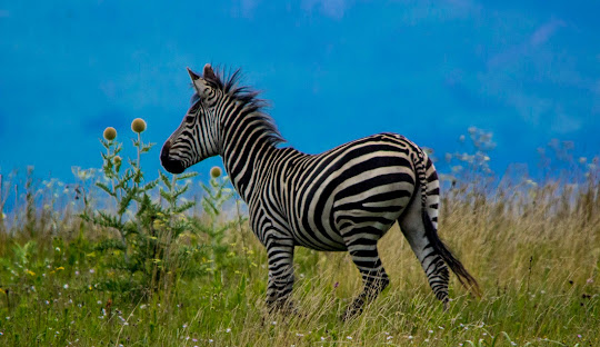 Kitulo National