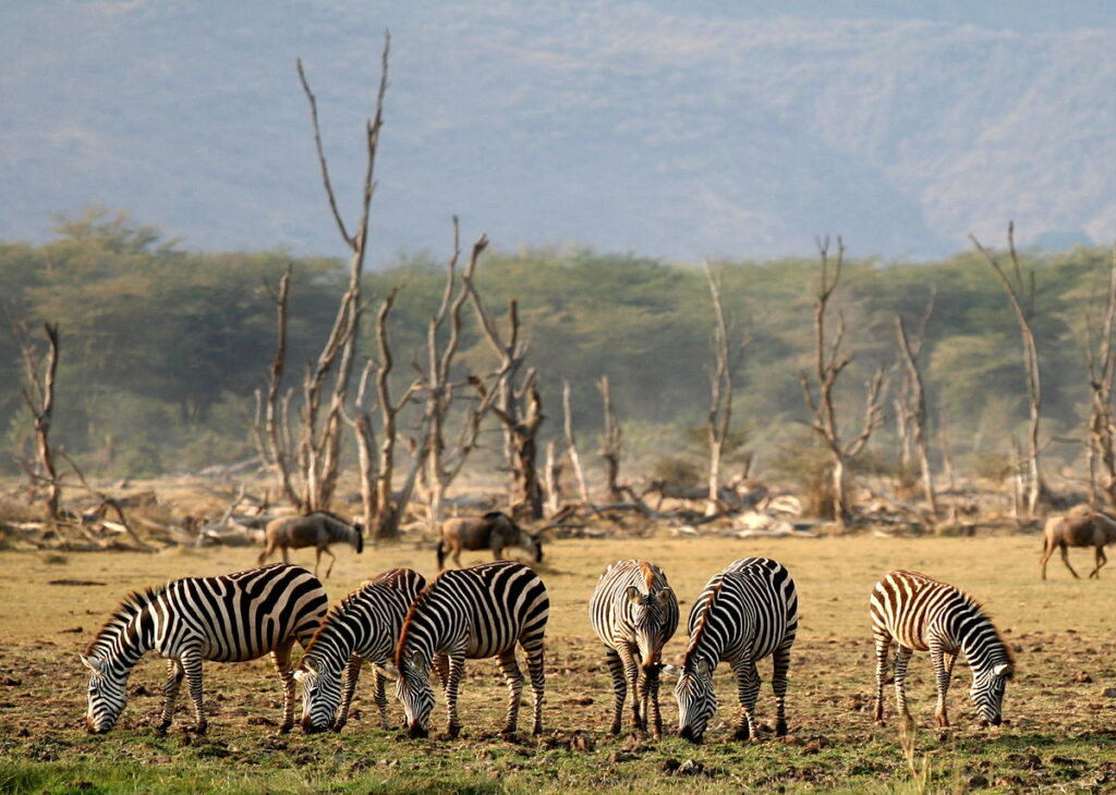 Lake Manyara National Park 1024x730 1