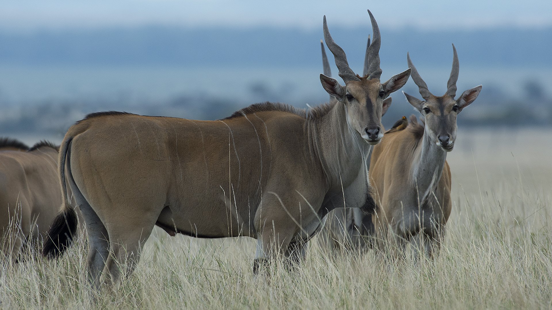 Mkomazi National Park2