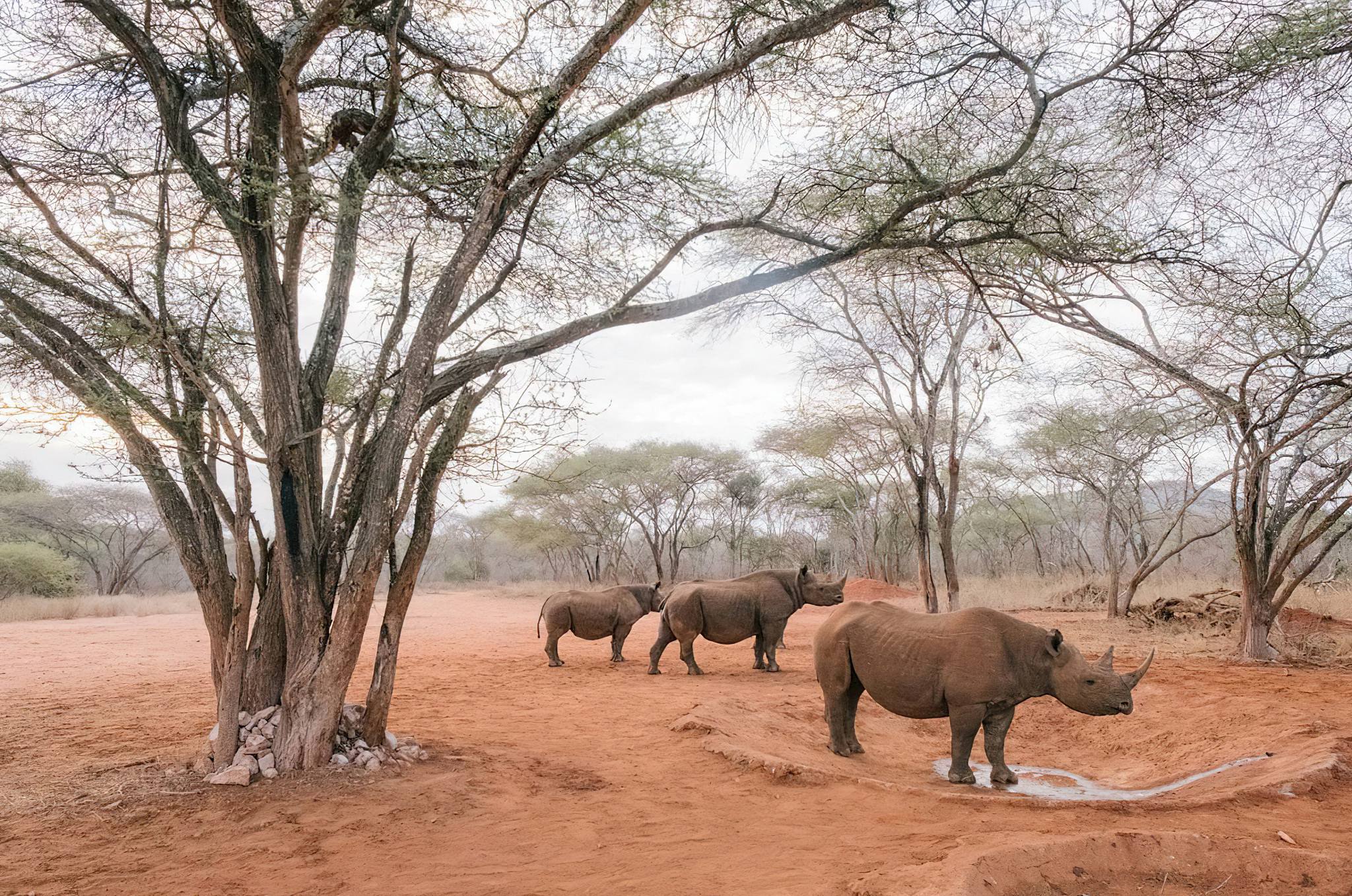 Mkomazi National Park Rhinos 59