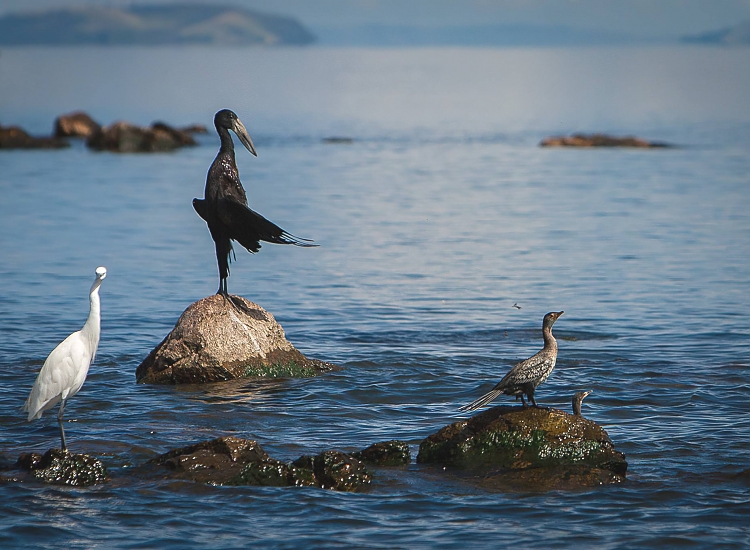 Rubondo Island National Park x 25 750 550shar 50brig 20 c1