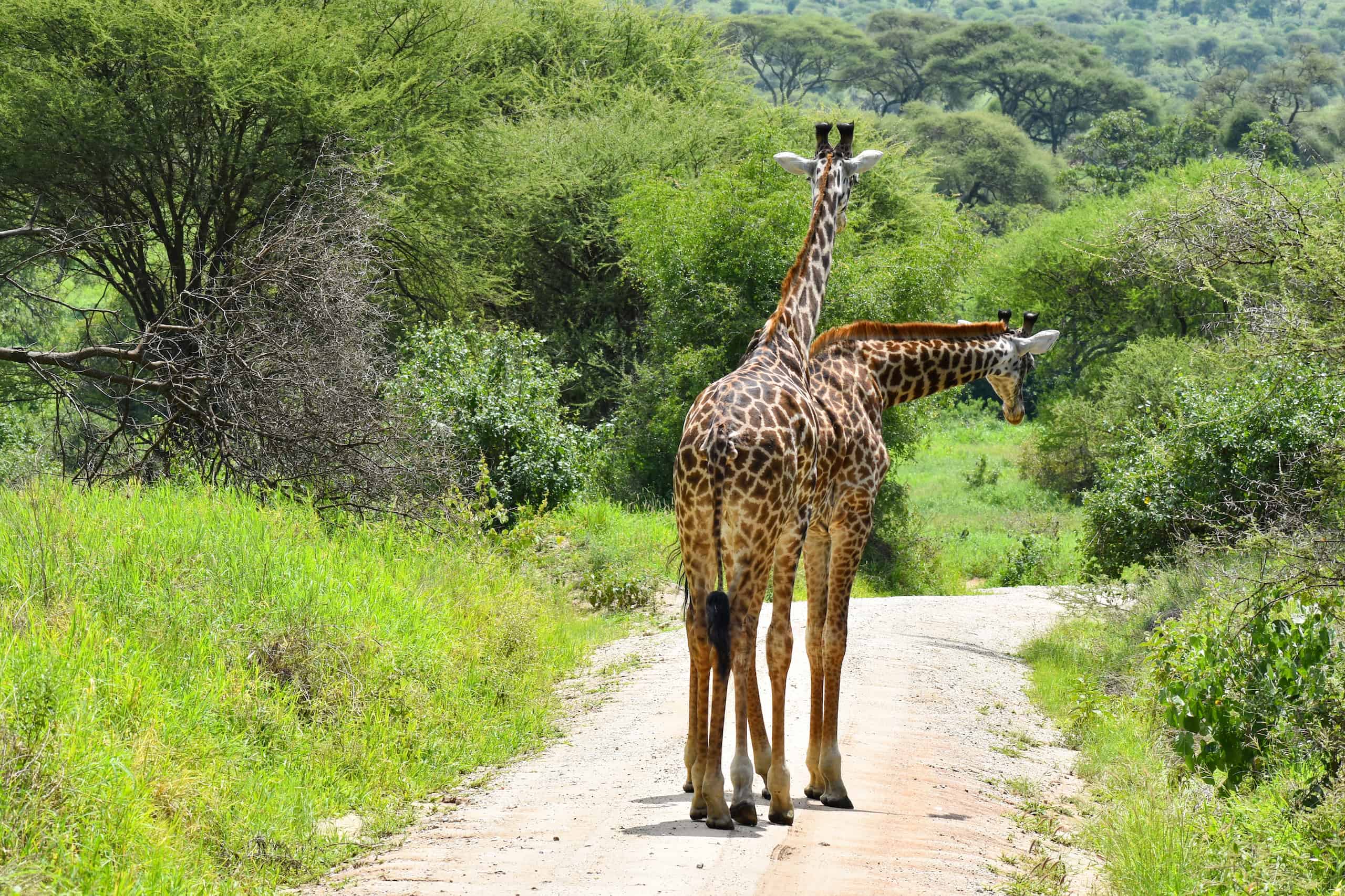 Saadani National Park