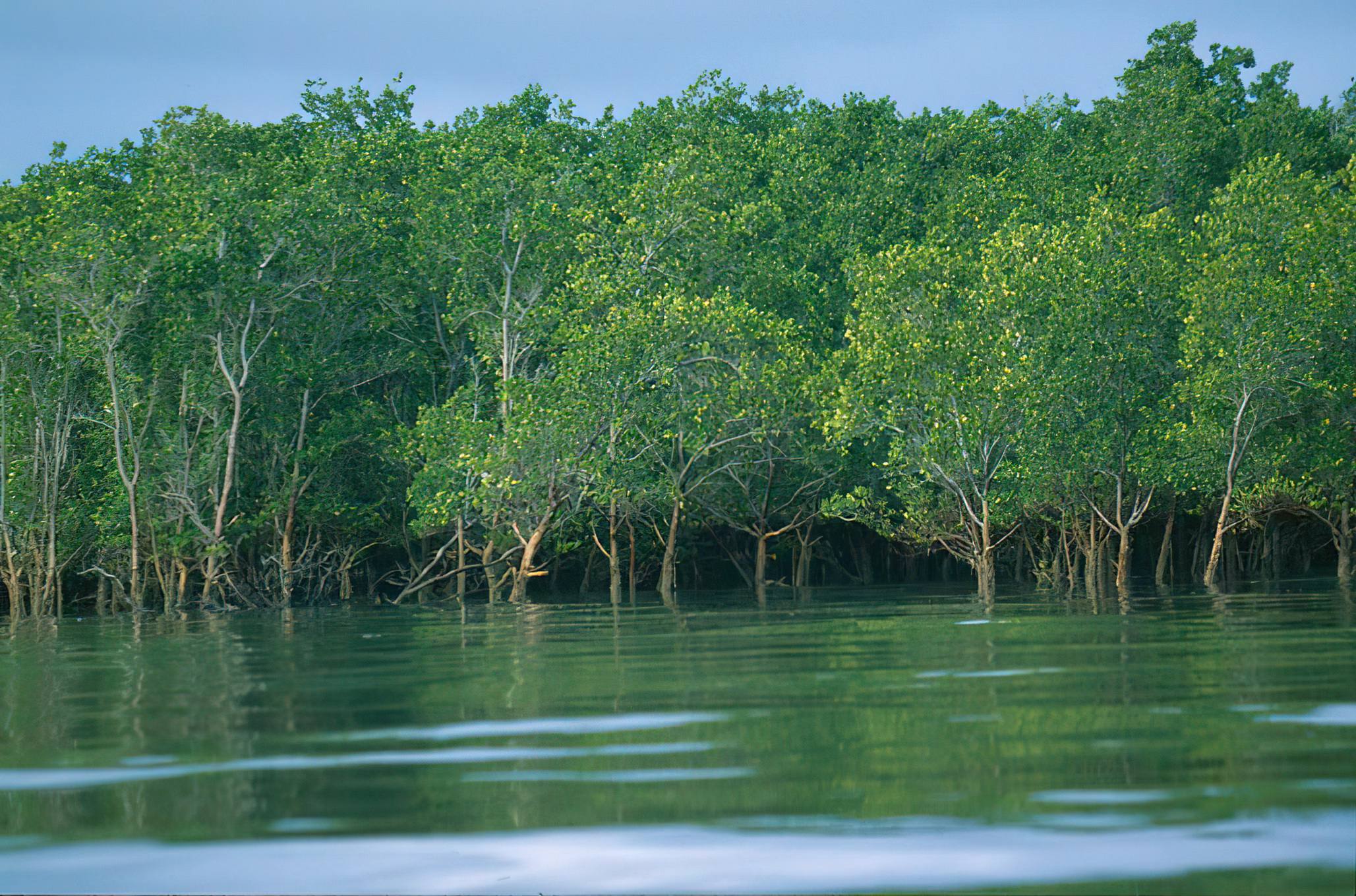 Saadani National Park Mangrove Swamps