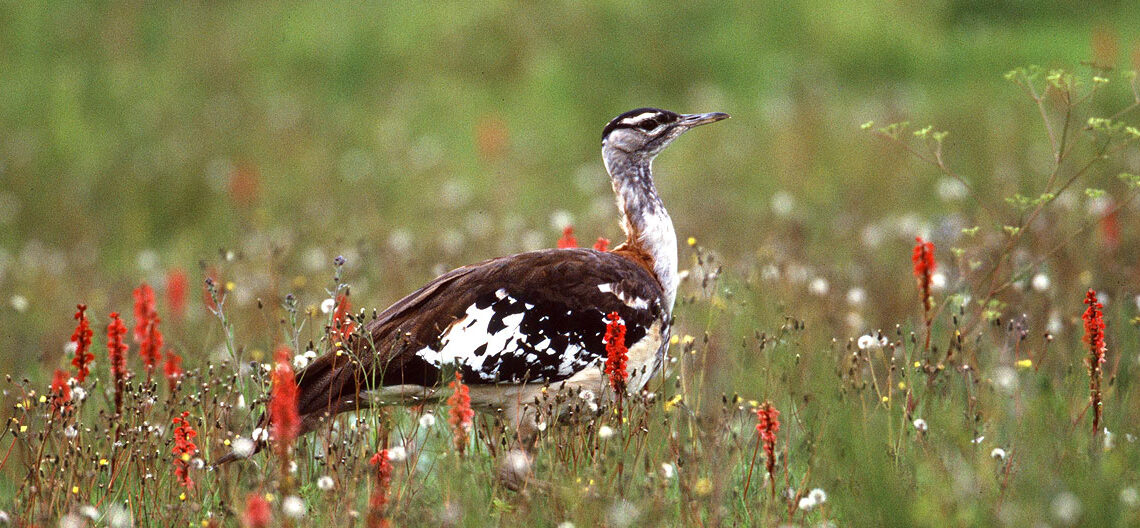 birds in kitulo national park