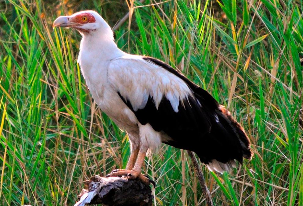 birds of mahale