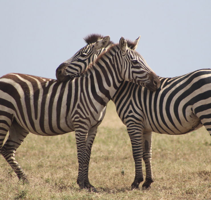 kitulo national park6